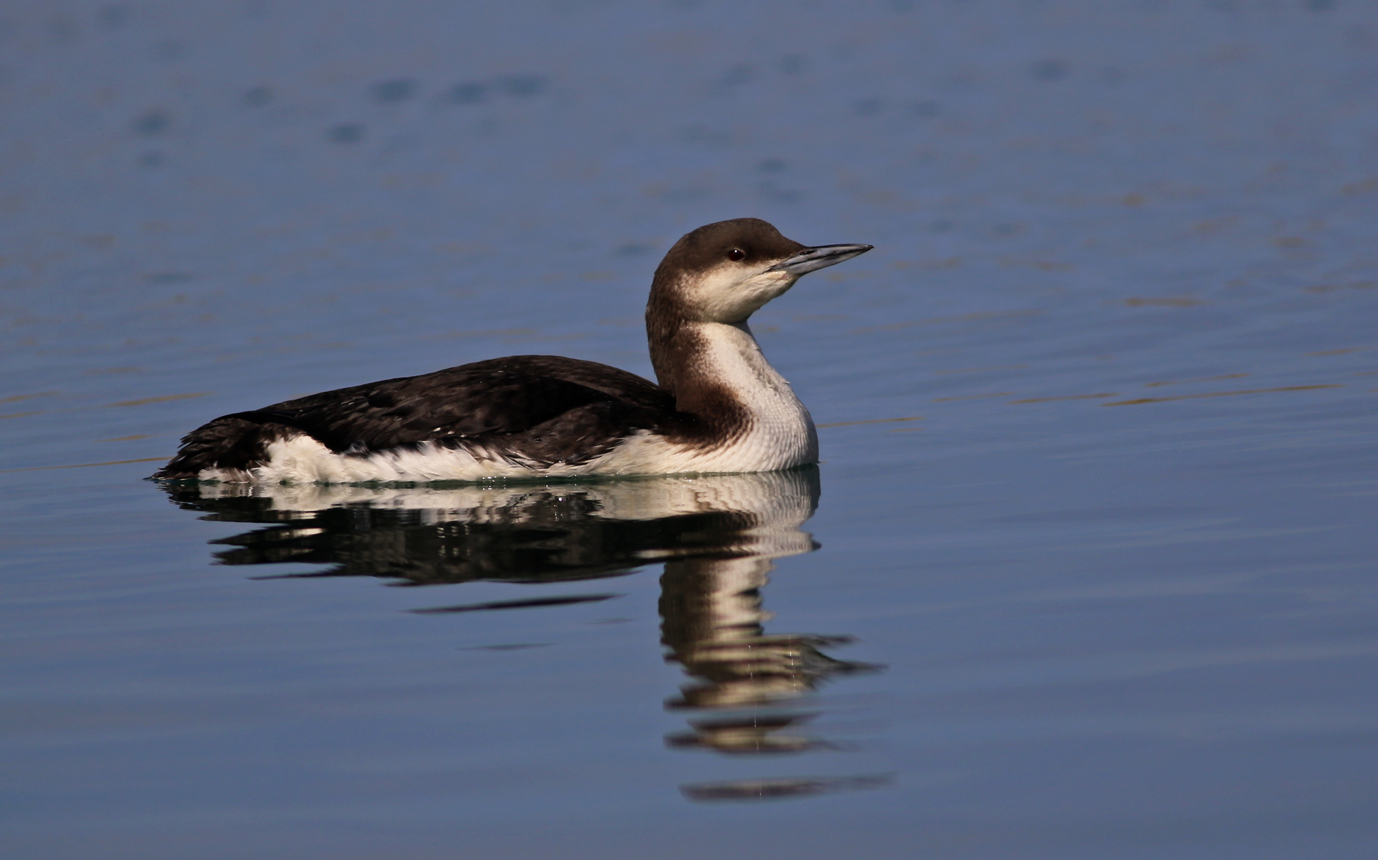 Arctic Loon